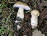  (Boletus nobilissimus - MCBS 205)  @11 [ ] CreativeCommons - Attribution Non-Commercial Share-Alike (2010) Bell Museum of Natural History, University of Minnesota Royal Ontario Museum