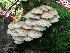  (Pholiota cf. destruens - MCBS 232)  @11 [ ] CreativeCommons - Attribution Non-Commercial Share-Alike (2010) Bell Museum of Natural History, University of Minnesota Royal Ontario Museum