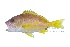  (Lutjanus rufolineatus - FDP_GOVG_2207_059A)  @11 [ ] Copyright (2024) Unspecified University of the Philippines Mindanao
