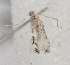  (Spulerina sp - USNM ENT 00501918)  @12 [ ] Unspecified (default): All Rights Reserved  Unspecified Unspecified