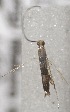  (Chrysocercops - USNM ENT 00665074)  @12 [ ] Unspecified (default): All Rights Reserved  Unspecified Unspecified