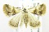  (Eublemma nr. exigua - USNM ENT 00808477)  @14 [ ] Unspecified (default): All Rights Reserved  Unspecified Unspecified