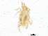  (Coleoscirinae - DPMIT-40-04)  @11 [ ] CreativeCommons - Attribution (2012) CBG Photography Group Centre for Biodiversity Genomics