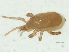  (Hypoaspis - DPMIT-40-20)  @12 [ ] CreativeCommons - Attribution (2012) CBG Photography Group Centre for Biodiversity Genomics