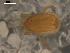  ( - BIOUG00036-43)  @12 [ ] CreativeCommons - Attribution (2010) CBG Photography Group Centre for Biodiversity Genomics