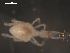  (Cunaxinae - 09DPMIT-0029)  @13 [ ] CreativeCommons - Attribution (2010) Unspecified Centre for Biodiversity Genomics
