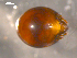  ( - 08MIONT-0277)  @13 [ ] CreativeCommons - Attribution (2010) Unspecified Centre for Biodiversity Genomics