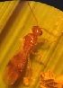  ( - DPM8)  @11 [ ] Copyright (2013) PHCDBS Paul Hebert Centre for DNA Barcoding and Biodiversity Studies
