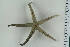  (Narcissia - ZMBN_115412)  @11 [ ] CreativeCommons - Attribution Non-Commercial Share-Alike (2017) University of Bergen Natural History Collections