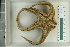  ( - ZMBN_115417)  @11 [ ] CreativeCommons - Attribution Non-Commercial Share-Alike (2017) University of Bergen Natural History Collections