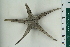  ( - ZMBN_115418)  @11 [ ] CreativeCommons - Attribution Non-Commercial Share-Alike (2017) University of Bergen Natural History Collections