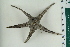  ( - ZMBN_115418)  @11 [ ] CreativeCommons - Attribution Non-Commercial Share-Alike (2017) University of Bergen Natural History Collections