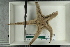  ( - ZMBN_115419)  @11 [ ] CreativeCommons - Attribution Non-Commercial Share-Alike (2017) University of Bergen Natural History Collections