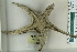  ( - ZMBN_115420)  @11 [ ] CreativeCommons - Attribution Non-Commercial Share-Alike (2017) University of Bergen Natural History Collections