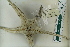  ( - ZMBN_115420)  @11 [ ] CreativeCommons - Attribution Non-Commercial Share-Alike (2017) University of Bergen Natural History Collections