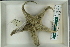  ( - ZMBN_115421)  @11 [ ] CreativeCommons - Attribution Non-Commercial Share-Alike (2017) University of Bergen Natural History Collections