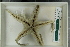  ( - ZMBN_115421)  @11 [ ] CreativeCommons - Attribution Non-Commercial Share-Alike (2017) University of Bergen Natural History Collections