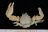  ( - UMBergen_MBOWA_Anom09)  @11 [ ] CreativeCommons - Attribution Non-Commercial Share-Alike (2013) Unspecified University of Bergen, Natural History Collections