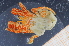  ( - UMBergen_MBOWA_Pagur03)  @11 [ ] CreativeCommons - Attribution Non-Commercial Share-Alike (2013) Unspecified University of Bergen, Natural History Collections