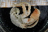  ( - UMBergen_MBOWA_Pagur10)  @11 [ ] CreativeCommons - Attribution Non-Commercial Share-Alike (2013) Unspecified University of Bergen, Natural History Collections