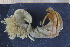  ( - UMBergen_MBOWA_Pagur11)  @12 [ ] CreativeCommons - Attribution Non-Commercial Share-Alike (2013) Unspecified University of Bergen, Natural History Collections