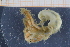  ( - UMBergen_MBOWA_Pagur31)  @11 [ ] CreativeCommons - Attribution Non-Commercial Share-Alike (2013) Unspecified University of Bergen, Natural History Collections