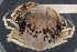  ( - UMBergen_MBOWA_brach01)  @14 [ ] CreativeCommons - Attribution Non-Commercial Share-Alike (2013) Natural History Collections, University of Bergen University of Bergen, Natural History Collections