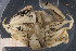  ( - UMBergen_MBOWA_brach01)  @13 [ ] CreativeCommons - Attribution Non-Commercial Share-Alike (2013) Natural History Collections, University of Bergen University of Bergen, Natural History Collections