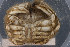  ( - UMBergen_MBOWA_brach09)  @11 [ ] CreativeCommons - Attribution Non-Commercial Share-Alike (2013) Natural History Collections, University of Bergen University of Bergen, Natural History Collections