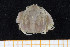  ( - UMBergen_MBOWA_brach100)  @13 [ ] CreativeCommons - Attribution Non-Commercial Share-Alike (2013) Natural History Collections, University of Bergen University of Bergen, Natural History Collections
