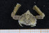  ( - UMBergen_MBOWA_brach106)  @12 [ ] CreativeCommons - Attribution Non-Commercial Share-Alike (2013) Natural History Collections, University of Bergen University of Bergen, Natural History Collections