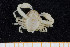  ( - UMBergen_MBOWA_brach112)  @12 [ ] CreativeCommons - Attribution Non-Commercial Share-Alike (2013) Natural History Collections, University of Bergen University of Bergen, Natural History Collections