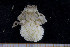  (Daldorfia bouvieri - UMBergen_MBOWA_brach114)  @13 [ ] CreativeCommons - Attribution Non-Commercial Share-Alike (2013) Natural History Collections, University of Bergen University of Bergen, Natural History Collections