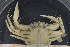  ( - UMBergen_MBOWA_brach122)  @11 [ ] CreativeCommons - Attribution Non-Commercial Share-Alike (2013) Natural History Collections, University of Bergen University of Bergen, Natural History Collections