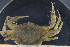  ( - UMBergen_MBOWA_brach122)  @11 [ ] CreativeCommons - Attribution Non-Commercial Share-Alike (2013) Natural History Collections, University of Bergen University of Bergen, Natural History Collections