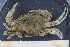  ( - UMBergen_MBOWA_brach123)  @11 [ ] CreativeCommons - Attribution Non-Commercial Share-Alike (2013) Natural History Collections, University of Bergen University of Bergen, Natural History Collections