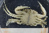 ( - UMBergen_MBOWA_brach123)  @11 [ ] CreativeCommons - Attribution Non-Commercial Share-Alike (2013) Natural History Collections, University of Bergen University of Bergen, Natural History Collections