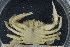  ( - UMBergen_MBOWA_brach124)  @11 [ ] CreativeCommons - Attribution Non-Commercial Share-Alike (2013) Natural History Collections, University of Bergen University of Bergen, Natural History Collections