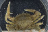  ( - UMBergen_MBOWA_brach124)  @11 [ ] CreativeCommons - Attribution Non-Commercial Share-Alike (2013) Natural History Collections, University of Bergen University of Bergen, Natural History Collections