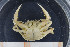  ( - UMBergen_MBOWA_brach125)  @11 [ ] CreativeCommons - Attribution Non-Commercial Share-Alike (2013) Natural History Collections, University of Bergen University of Bergen, Natural History Collections