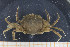  ( - UMBergen_MBOWA_brach126)  @11 [ ] CreativeCommons - Attribution Non-Commercial Share-Alike (2013) Natural History Collections, University of Bergen University of Bergen, Natural History Collections