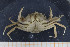  ( - UMBergen_MBOWA_brach126)  @11 [ ] CreativeCommons - Attribution Non-Commercial Share-Alike (2013) Natural History Collections, University of Bergen University of Bergen, Natural History Collections