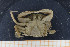  ( - UMBergen_MBOWA_brach127)  @11 [ ] CreativeCommons - Attribution Non-Commercial Share-Alike (2013) Natural History Collections, University of Bergen University of Bergen, Natural History Collections