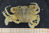 ( - UMBergen_MBOWA_brach128)  @11 [ ] CreativeCommons - Attribution Non-Commercial Share-Alike (2013) Natural History Collections, University of Bergen University of Bergen, Natural History Collections