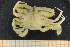  ( - UMBergen_MBOWA_brach128)  @14 [ ] CreativeCommons - Attribution Non-Commercial Share-Alike (2013) Natural History Collections, University of Bergen University of Bergen, Natural History Collections