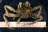  ( - UMBergen_MBOWA_brach12)  @14 [ ] CreativeCommons - Attribution Non-Commercial Share-Alike (2013) Natural History Collections, University of Bergen University of Bergen, Natural History Collections