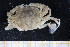  ( - UMBergen_MBOWA_brach130)  @11 [ ] CreativeCommons - Attribution Non-Commercial Share-Alike (2013) Natural History Collections, University of Bergen University of Bergen, Natural History Collections