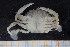  ( - UMBergen_MBOWA_brach130)  @11 [ ] CreativeCommons - Attribution Non-Commercial Share-Alike (2013) Natural History Collections, University of Bergen University of Bergen, Natural History Collections
