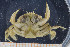  (Liocarcinus - UMBergen_MBOWA_brach134)  @15 [ ] CreativeCommons - Attribution Non-Commercial Share-Alike (2013) Natural History Collections, University of Bergen University of Bergen, Natural History Collections