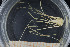  ( - UMBergen_MBOWA_brach136)  @13 [ ] CreativeCommons - Attribution Non-Commercial Share-Alike (2013) Natural History Collections, University of Bergen University of Bergen, Natural History Collections